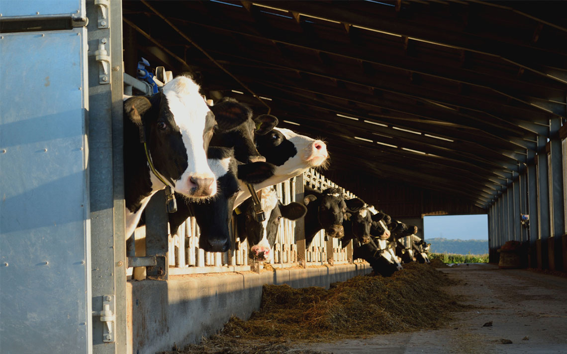 How coronavirus is impacting the dairy industry 