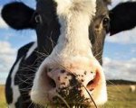 herdsperson-st-austell-cornwall-hhweb2782 image