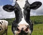 experienced-relief-milker-gfw-hampshire-swweb2855 image