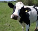 herdsperson-200-cows-welshpool-rsweb2397 image