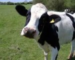 herdsperson-350-cows-shropshire-rsweb2794 image