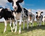 herd-manager-400-cows-cumbria-ilweb2873 image