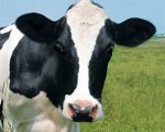 assistant-herd-manager-900-cows-midlands-ilweb2795 image