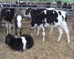 assistant-herd-manager-900-cows-nr-shrewsbury-rsweb2396 image