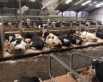 relief-farm-manager-required-north-shropshire-swweb2854 image