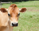 herdsperson-hampshire-swweb2853 image