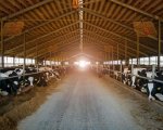senior-herdsperson-cornwall-600-cows-tjweb2862 image