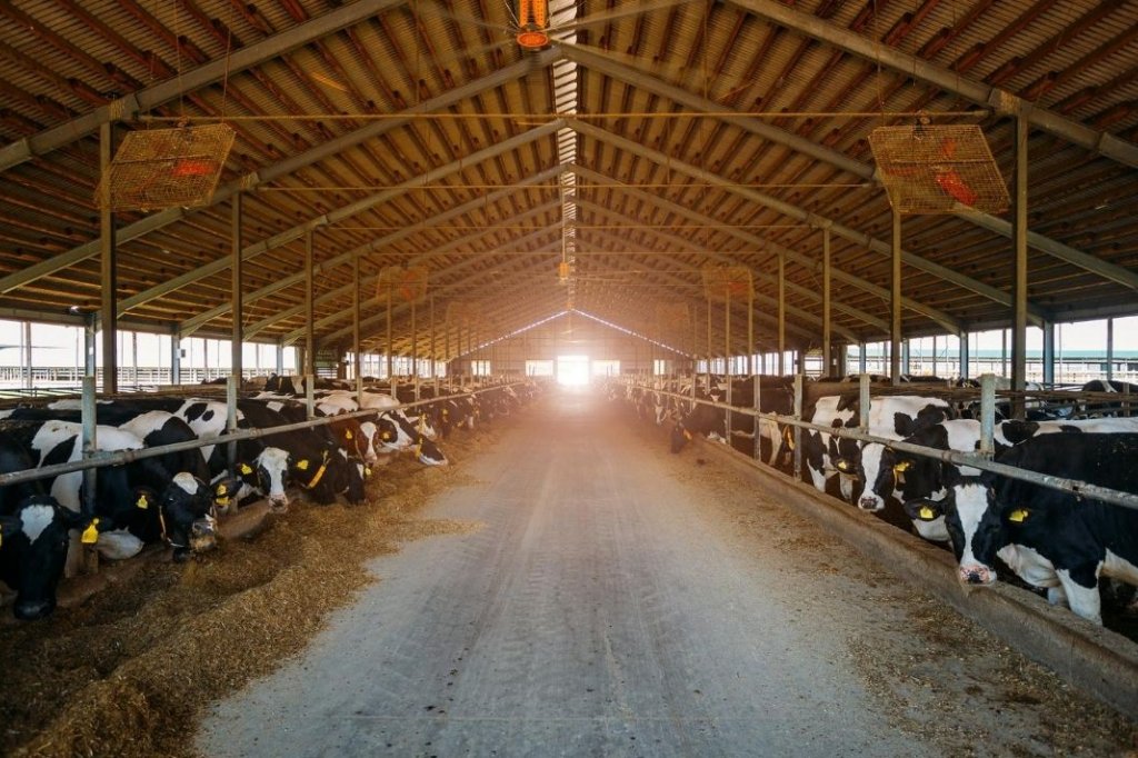 Relief Milkers Available Now - nationwide|LKL