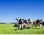 working-dairy-herd-farm-manager-west-devon-hhweb2858 image