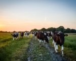 herd-health-manager-shropshire-welsh-borders-calling-all-ai-technicians-rsweb2885 image