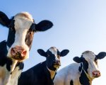 working-herd-manager-700-cows-central-scotland-ilweb2796 image