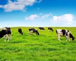 dairy-unit-assistant-sussex-surrey-border-jpweb2880 image