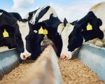 tmr-feeder-operator-1500-cows-borders-ilweb2777 image