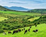 dairy-herdsperson-organic-jersey-dairy-farm-frome-somerset-swweb2852 image