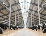 head-herdsperson-glastonbury-somerset-soweb2857 image