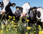 herdsperson-smallfield-surrey-jpweb2865 image