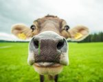 herdsperson-bath-somerset-soweb2859 image