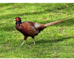 general-farm-worker-gfw-poultry-rearing-farm-bath-swweb2792 image