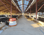 herd-manager-270-h-f-cows-north-wiltshire-tjweb2846 image
