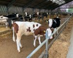 unit-herdsperson-fakenham-norfolk-jpweb2847 image