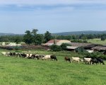 herdseprson-near-sevenoaks-kent-jpweb2864 image
