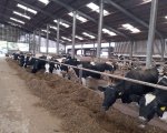 head-herdsperson-glastonbury-somerset-soweb2857 image