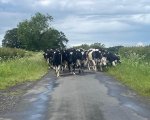 herd-manager-for-600-irish-friesian-x-bred-cows-grazing-based-dairy-business-in-somerset-tjweb2861 image