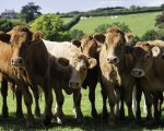 herd-manager-gloucestershire-aeweb2878 image