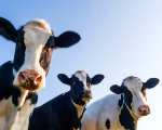 herdsperson-150-cows-south-devon-hhweb2875 image