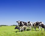 herd-manager-north-devon-hhweb2876 image