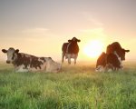 herdsperson-north-wiltshire-300-cow-herd-modern-well-invested-dairy-progressive-business-swweb2850 image