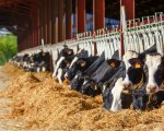 herdsperson image