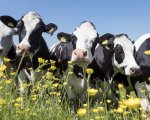head-herdsperson-south-west-SOweb2877 image